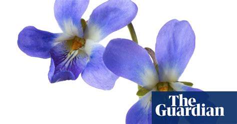 Gardening Tips Plant Violets Gardens The Guardian