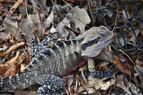 The Australian Lizard Eastern Water Dragon Physignathus Lesueurii On