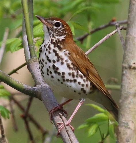 Wood Thrush State Bird Of District Of Columbia Pretty Birds Colorful