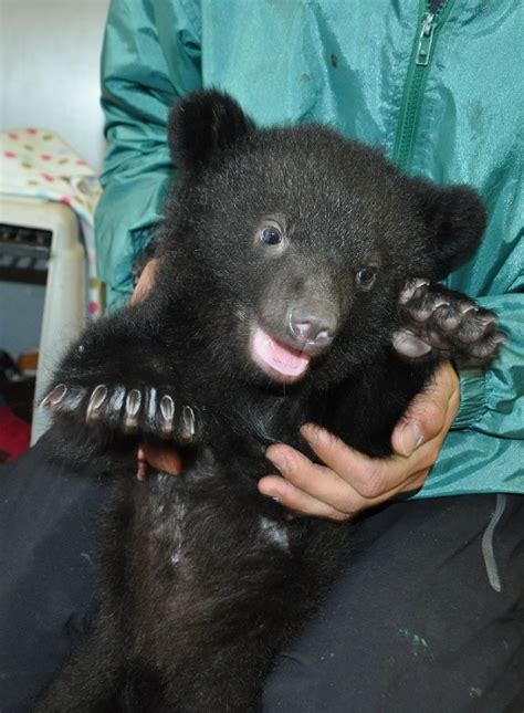 Photo Special Bear Park Sees Record Number Of Asian Black Bear Births The Mainichi