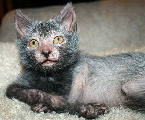Cat Breed That Looks Like Werewolves Will Both Charm And Disturb You