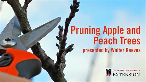 Pruning Peach And Apple Trees With Walter Reeves Youtube