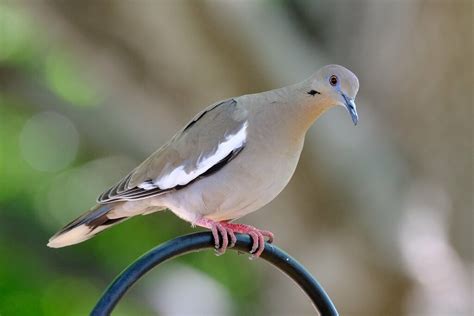 White Winged Dove 02 042019 Gene Ellison Flickr