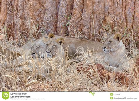 Three Lions Tarangire National Park Manyara Tanzania Africa Stock