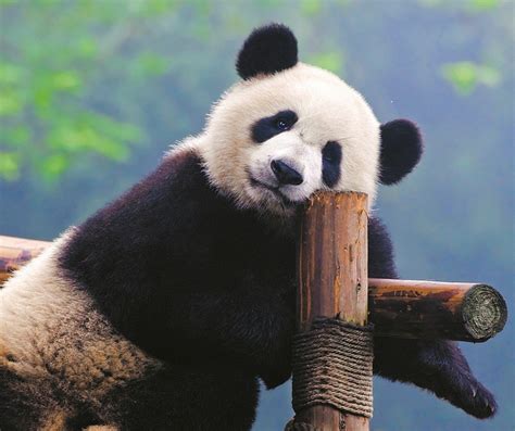 Giant Pandas No Longer Endangered But 4 Out Of 6 Great