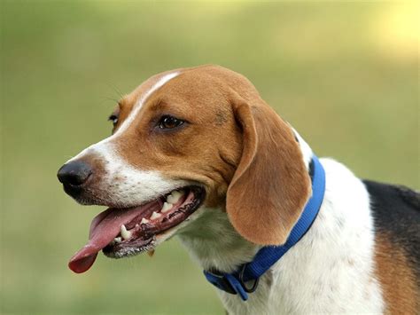 Top 10 Least Popular Dog Breeds In North America