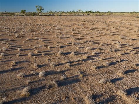 Image Of Scattered Spinifex With Long Shadows On Arid Ground Austockphoto