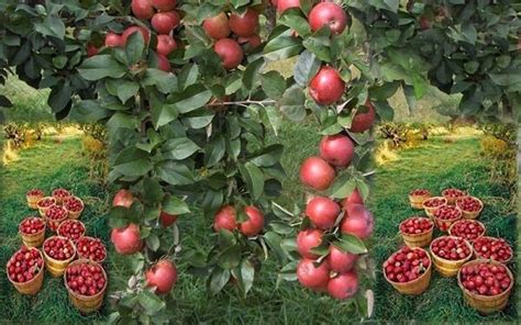 Top 10 Apple Producing States In India Land Of Apples In India