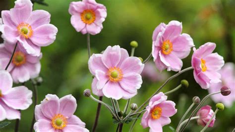 How To Plant Grow And Care For Anemone Flower Windflower