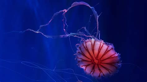 Deep Sea Jellyfish Wallpaper