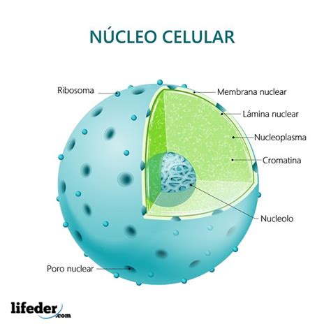 Que Es El Nucleo De La Celula Dinami