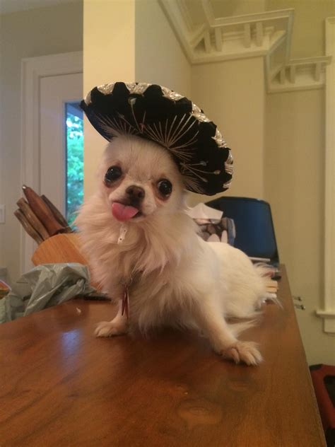 A Derpy Chihuahua Wearing A Sombrero Ugly Puppies Teacup Chihuahua