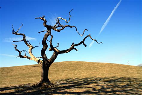 Free Dead Tree Download Free Dead Tree Png Images Free Cliparts On