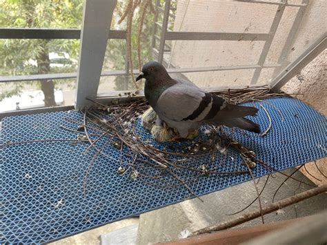 Its Amazing Pigeons Ever Survive To Adulthood Mediafeed