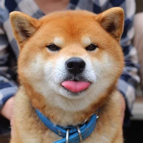 ɕiba inɯ) is a breed of hunting dog from japan. Ryuji: El Perro shiba inu más expresivo de Japón