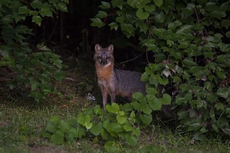 Gray Fox 14 Greenville North Carolina R24kberg Flickr