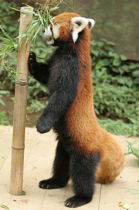 Пин от пользователя Rit Hii на доске Animali Красные панды Панда