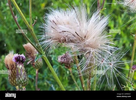 Fluff Thistle Hi Res Stock Photography And Images Alamy