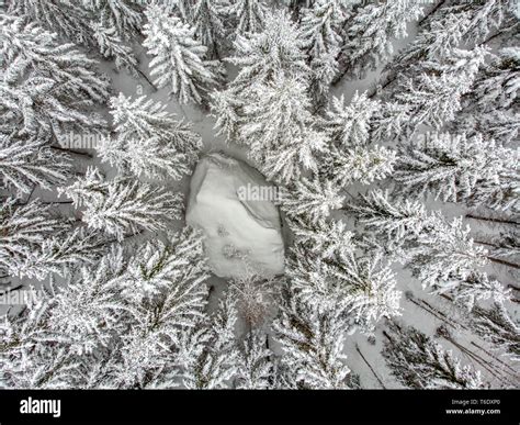 Evergreen Forest In Winter Stock Photo Alamy