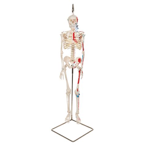 Shorty Skeleton Miniature Human Skeleton Mini Human Skeleton Model