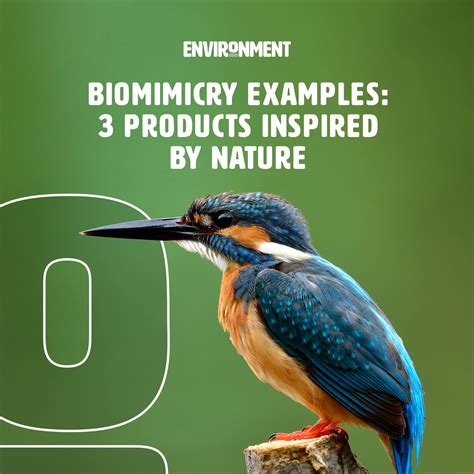 The Top 10 Biomimicry Examples And Innovations Of 2021