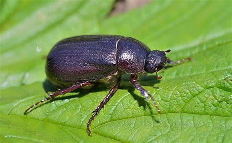 June Bug Introduction Life Cycle And Remedies