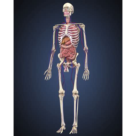 Human Skeleton With Organs And Circulatory System Poster Print 25 X 32