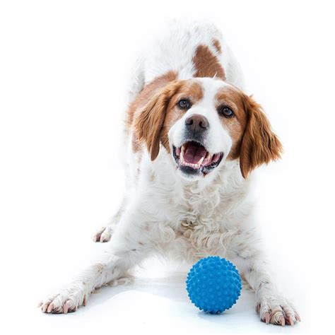 Catch Ball Blue Aussie Dog Products