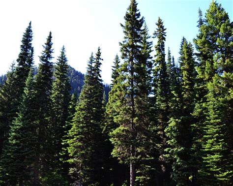 Coniferous Forest Temperate Forest Teambarb