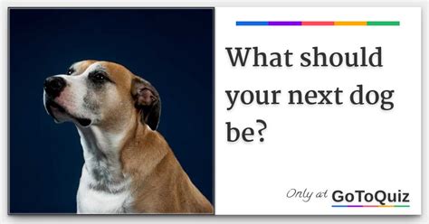 What Should Your Next Dog Be