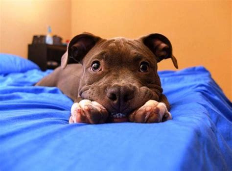 19 Smiling Pit Bulls Who Are Really Really Really Happy The Dodo