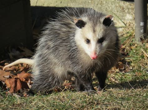 Virginia Opossum Mammals Of Awenda · Inaturalist