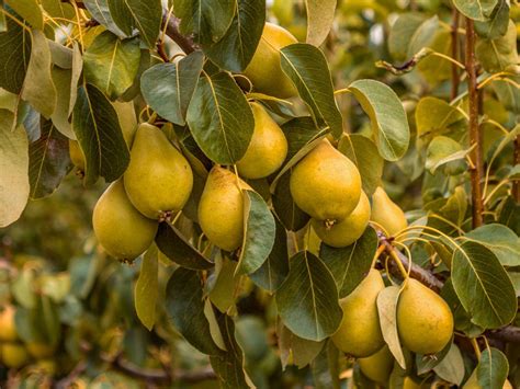 Growing Pear Trees Tips For The Care Of Pear Trees