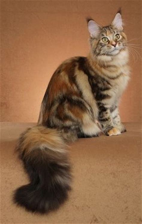 It has a distinctive physical appearance and valuable hunting skills. 1000+ images about Maine Coons :) on Pinterest | Look at ...