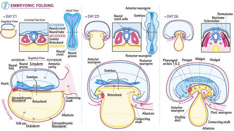 Embryology Fundamentals Embryonic Folding Ditki Medical And Biological