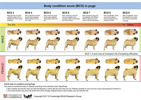Screening evaluation nutritional screening is part of routine history taking and physical examination of every animal. Pug - Pedigreed Breeds - DogWellNet.com