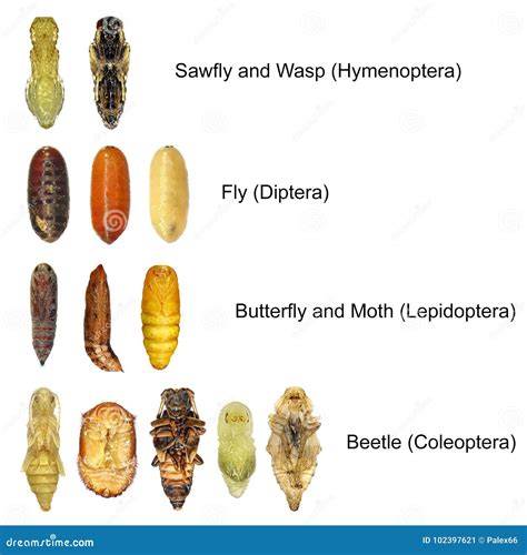 Insects Pupae Stock Image Image Of Control Damage 102397621
