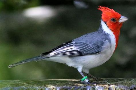 Say Aloha To These Top 25 Birds In Hawaii Hawaii Bird Species