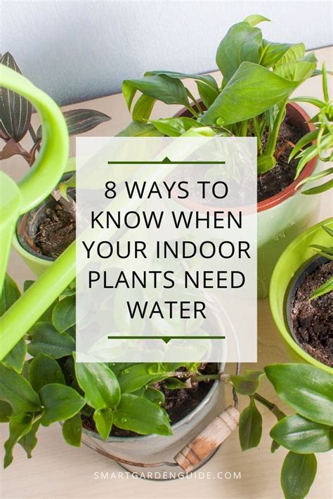 How Often Should You Water Houseplants Houseplant Watering Tips 8