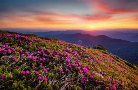 Mountains During Flowers Blossom And Sunrise Stock Photo Image Of