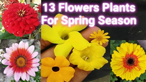 13 Best Flower Plants For Spring Season 🌱 For February And March Months
