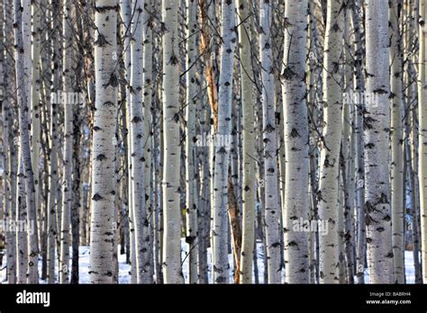 Aspen Trees Snow High Resolution Stock Photography And Images Alamy