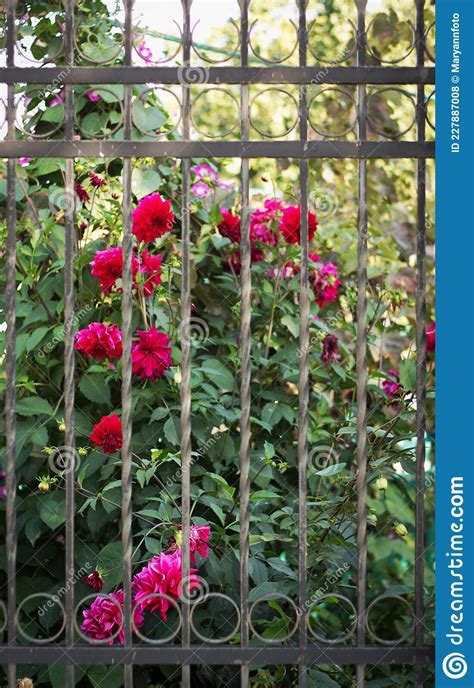 Bright Red Flowers Bloomed In The Garden Behind A Metal Black Fence