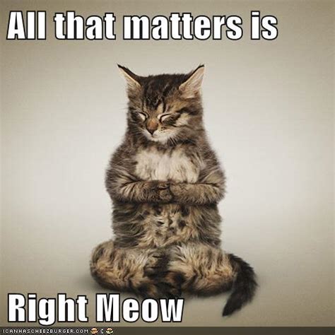 Mindfulness Kitteh Will Show You Teh Way Lolcats Lol Cat Memes