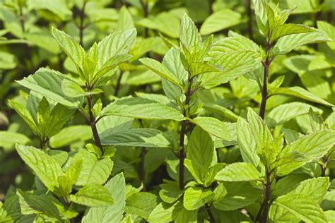 How To Grow And Care For Chocolate Mint Plant
