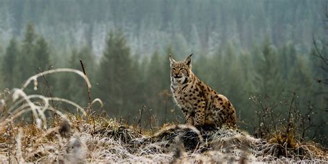 Wild Lynx On The Loose In Rural Wales After Escaping Borth Zoo
