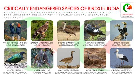 Critically Endangered Species Of Birds In India Artofit