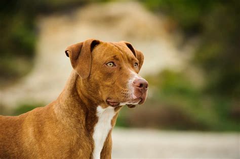 Jak wygląda amerykański Pit Bull Terrier Wszystko co musisz wiedzieć Fumi Pets