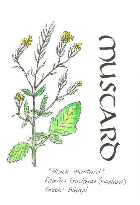 Mustard Drawing At Getdrawings Free Download