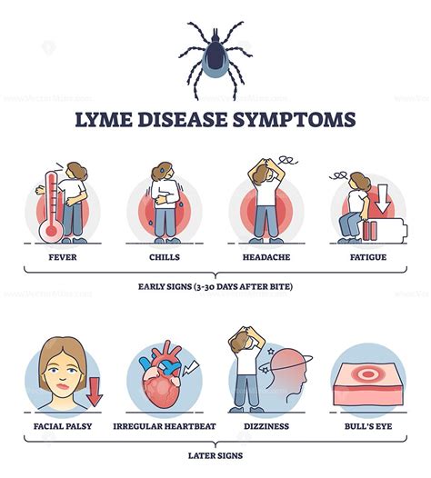 Lyme Disease Symptoms With Early And Later Illness Signs Outline Diagram